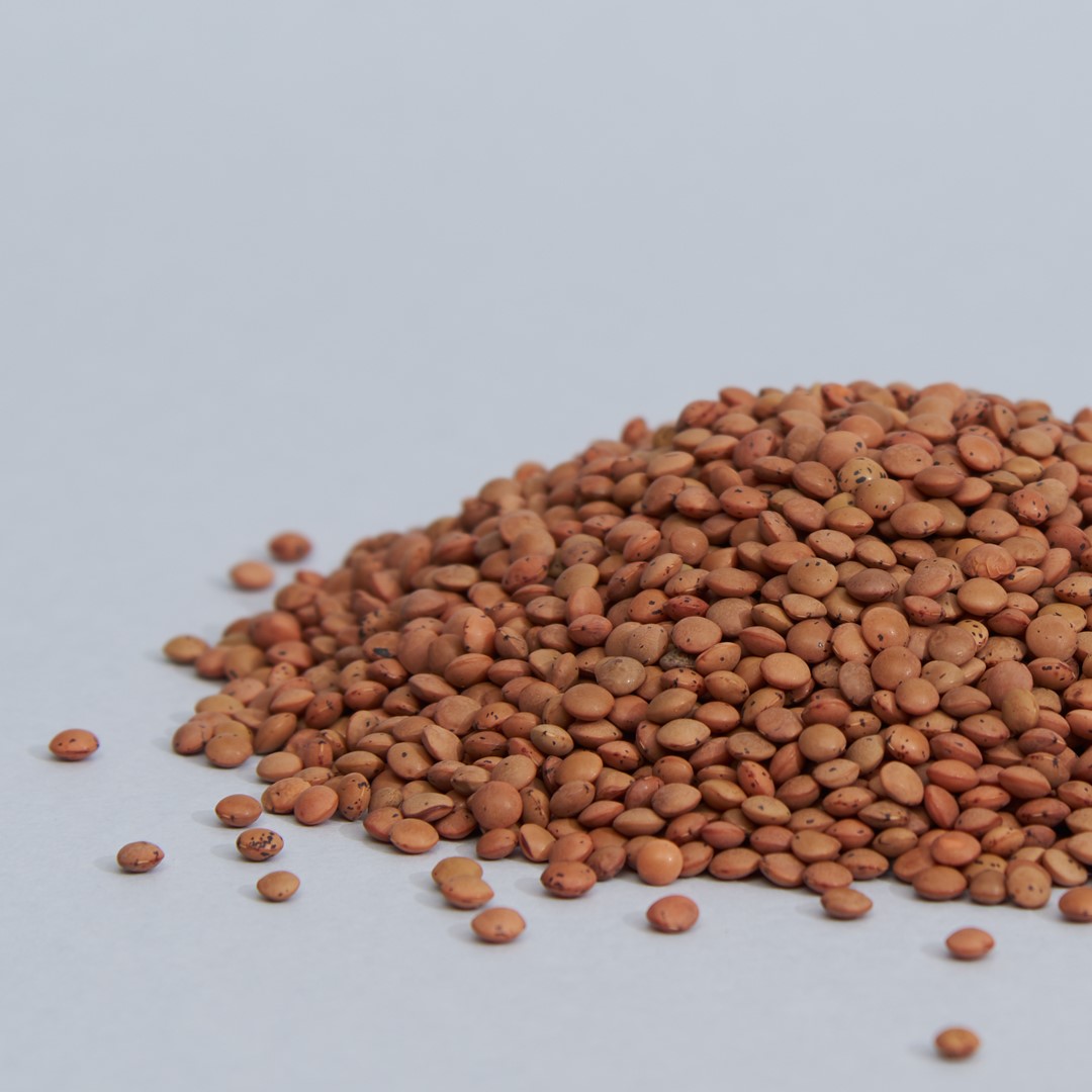 legumi-lenticchie-marroni-02.jpg